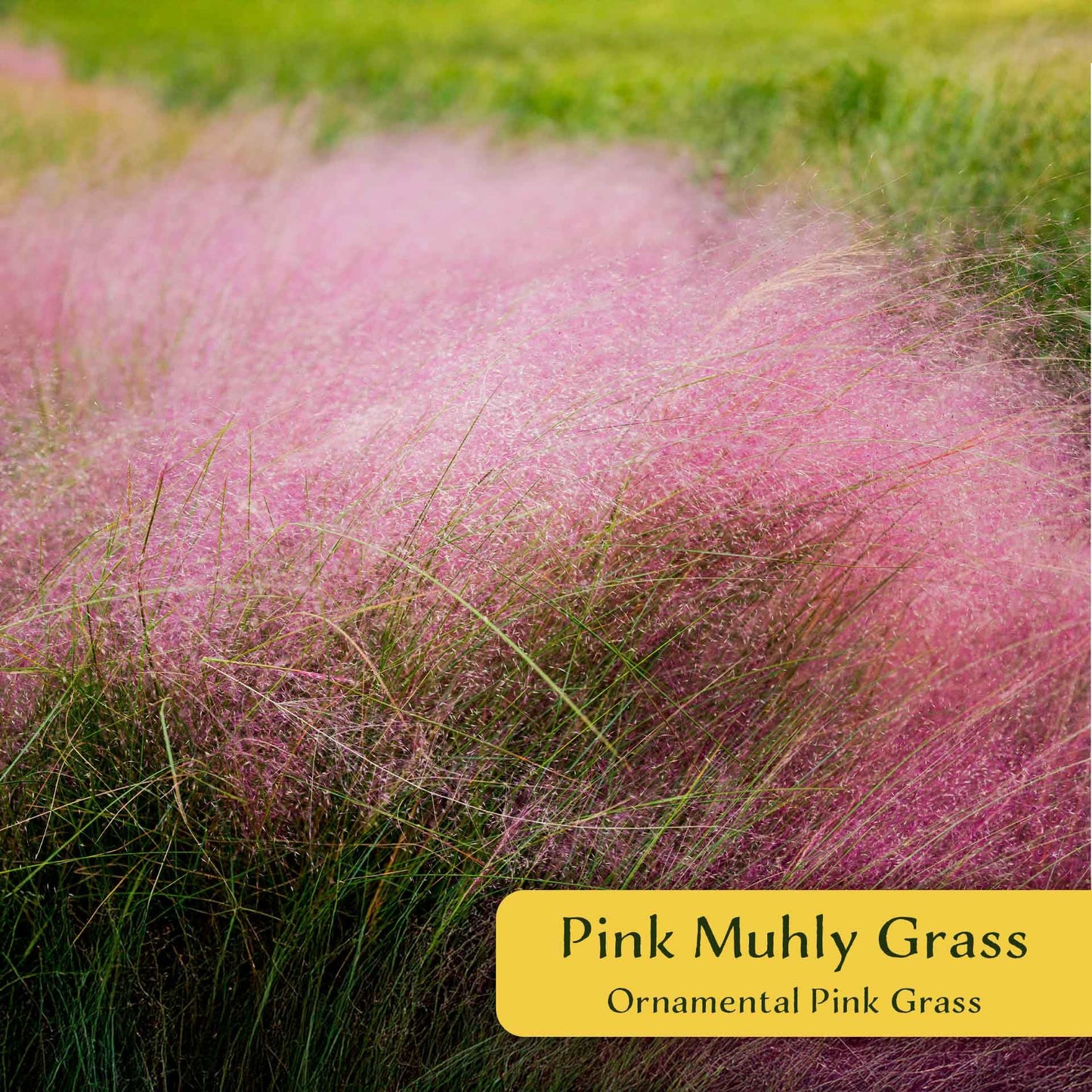 3 Pink Muhly Grass – Ornamental Perennial Grass with Cotton-Candy Pink Plumes for Borders & Mass Planting (Muhlenbergia capillaris) in 2.5″ Cubes, Live Plants