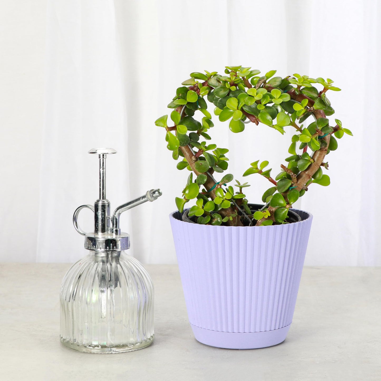 Thorsen's Greenhouse, Heart-Shaped Jade Bonsai Plant, Live Indoor Plant, Gift, Succulent Plant, 4-inch Diameter Pot (Lavender)