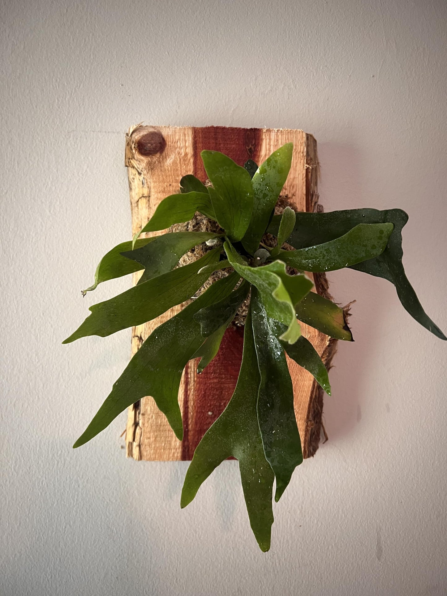 Live Staghorn Fern Wall Mount on Natural Aromatic Cedar Wood Plaque with Live Moss (Staghorn Fern, Meduim)