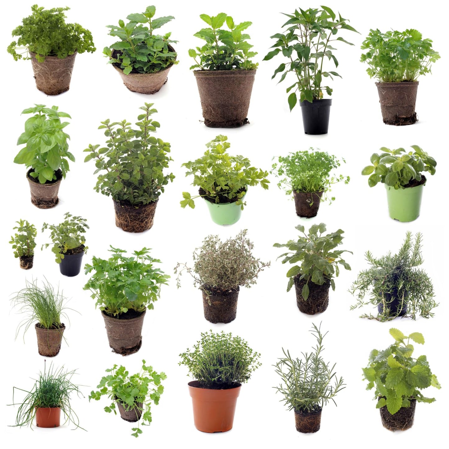 Set of 4 Assorted Herb Plants, 3-6 Inch Live Fragrant Herbs for Garden, Kitchen - Rosemary, Mint, Oregano, Basil, Lavender and More, Herb Bare Roots, Easy to Care