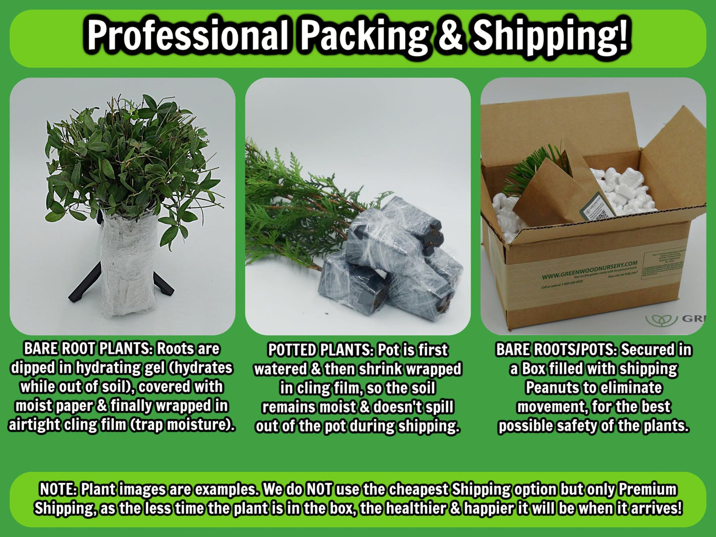Greenwood Nursery: Live Trees - Sweetbay Magnolia + Magnolia virginiana - [Qty: 2X 2.5 Pots] - (Click for Other Available Plants/Quantities)