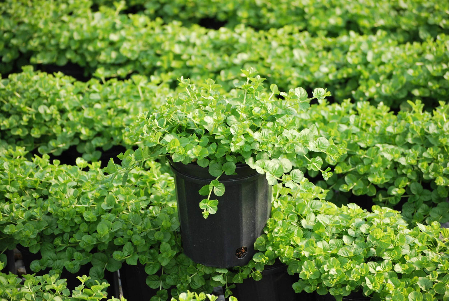 Perennial Farm Marketplace Lysimachia nummularia (Creeping Jenny) Groundcover, 1 Quart, Green Leaves with Yellow Flowers
