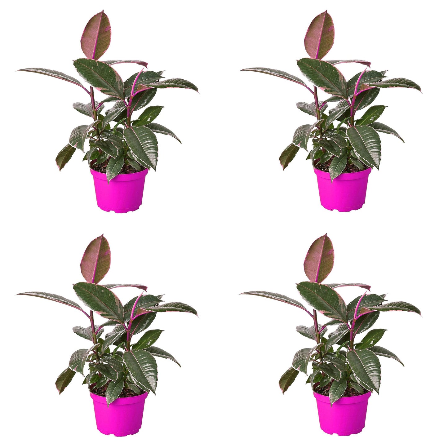 4 Pack Ficus Elastica 'Tineke' in 4in Pot - Live Plants Tropical Houseplants | Variegated | USA Growers | The Snobby Leaf