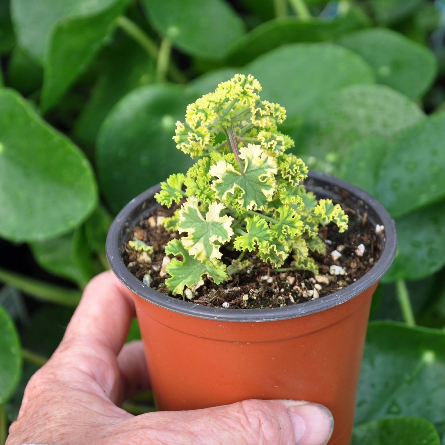 Pelargonium crispum ‘Cy’s Sunburst’, Scented Geranium Variegated, Lemon Scented Geranium, Tender Perennial or houseplant, Lemon Scented Leaves, Container Size: 3" (2.6x3.5)