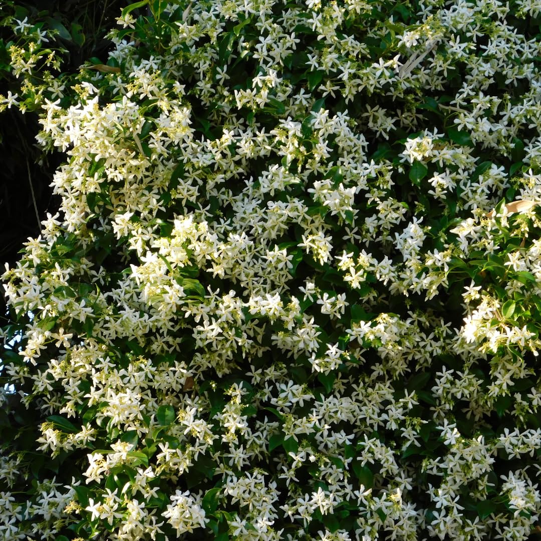 Star Jasmine Plant Live, Fragrant Jasmine Vine, 10 Inches Tall in 3 Inch Pot, Ready for Indoor or Outdoor Growing