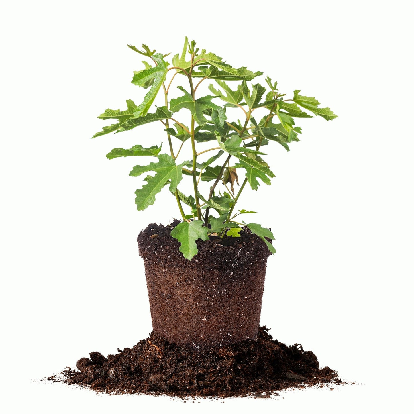 Perfect Plants Beer's Black Fig Tree in 1 Gallon Grower's Pot | Live Fruit Bearing Ficus for Indoor, Patio, & Outdoor Growing | Organic Edible Figs | Hardy Dwarf Tree | Fresh or Dried Fruit