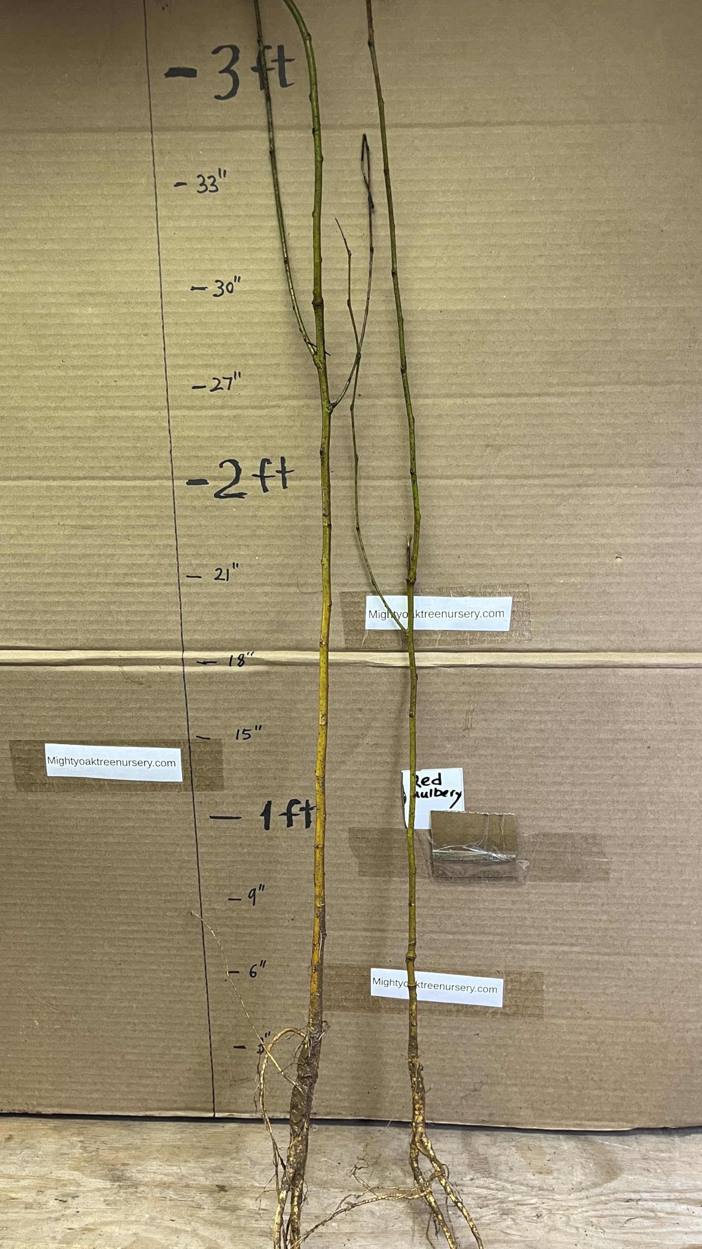 24-36" Tall Red Mulberry (Morus rubra) Plant, Bare Root