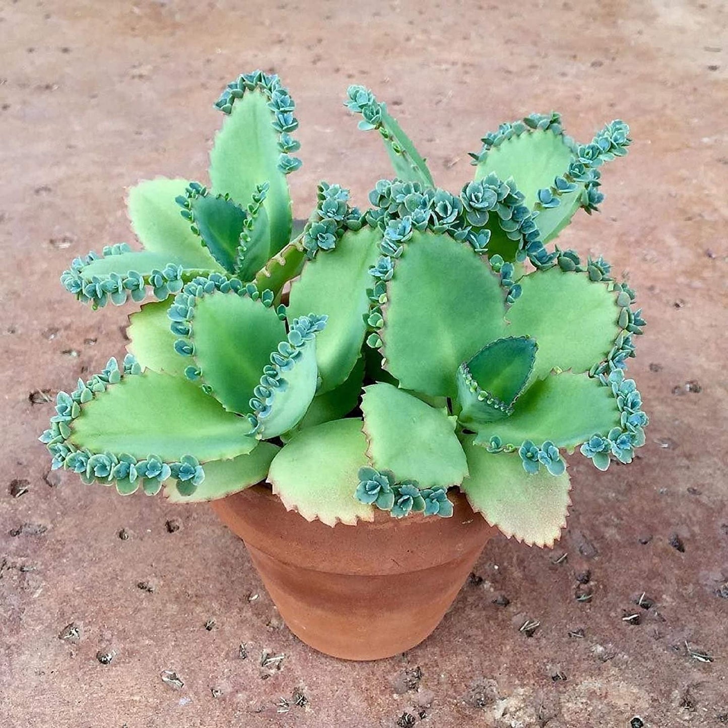 3-4 Inch Tall Mother of Thousands Plant with Plantlets on The Leaves - Tall Kalanchoe daigremontiana - Mexican Hat Plant Succulent (2 Plants)