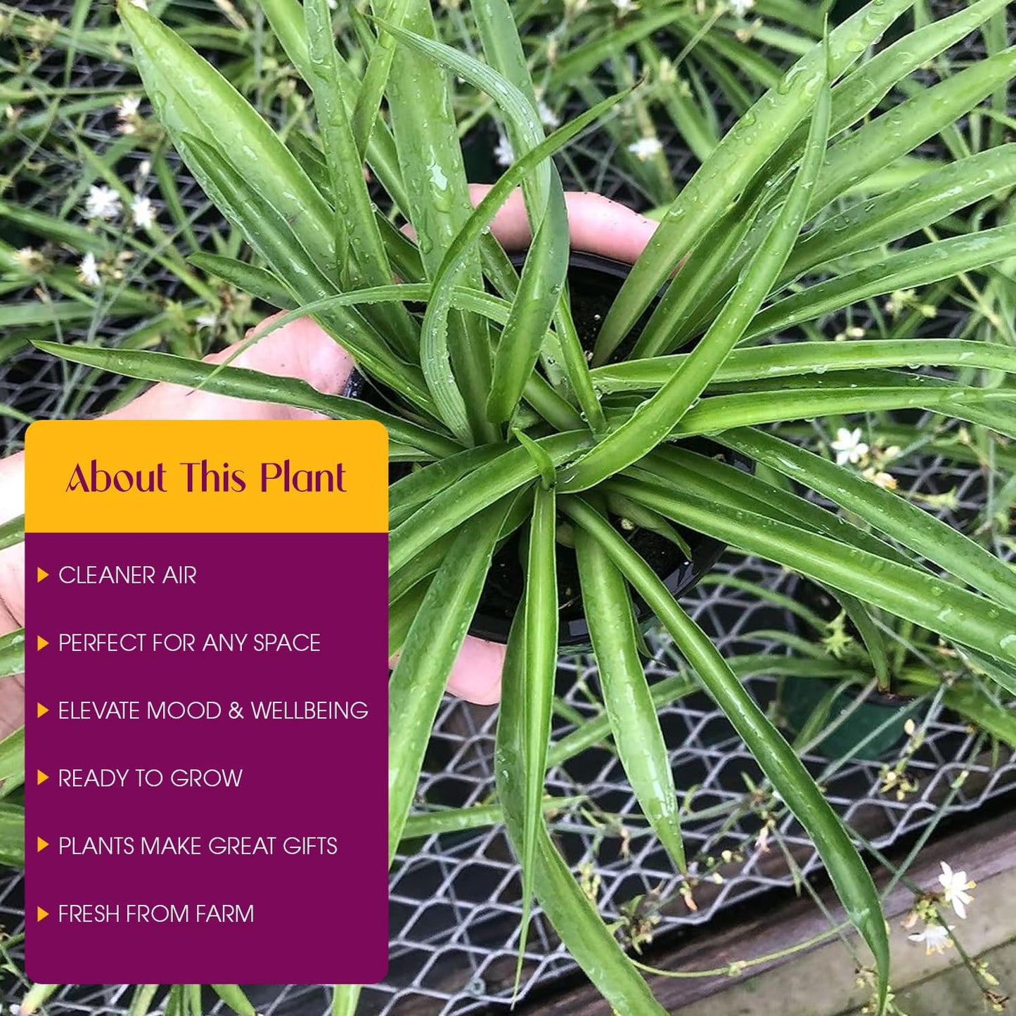 Solid Green Spider Plant Large Size - Low Maintenance, Air-Purifying, Thrives in Home & Office - Perfect for Plant Enthusiasts - Live Houseplant in Potting Soil (1)