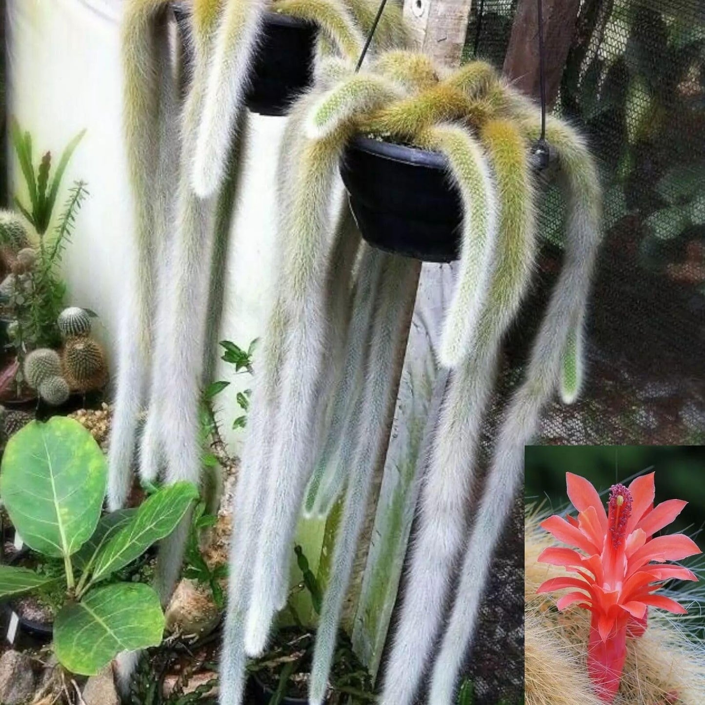 Monkey Tail Cactus Hildewintera colademononis Succulent Plant 4 Inch