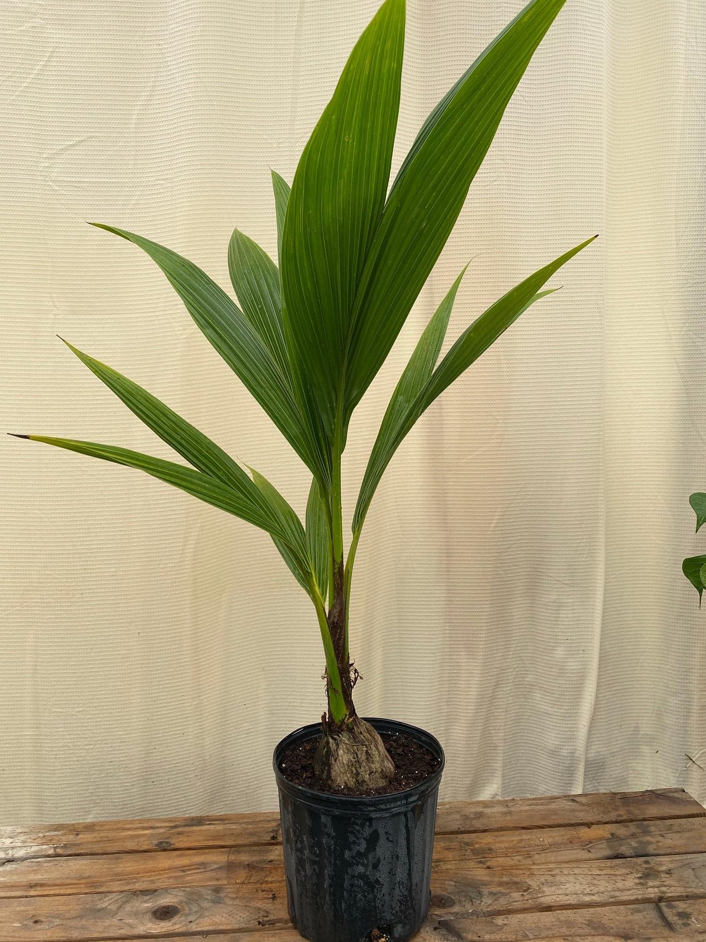 Green Malayan Coconut Palm Tree - Tropical Cocos Nucifera, Low Maintenance Live Exotic Palm for Indoor & Outdoor Spaces, Air-Purifying, Drought-Tolerant Ornamental Accent Plant (2gal Pot, 2-3ft)