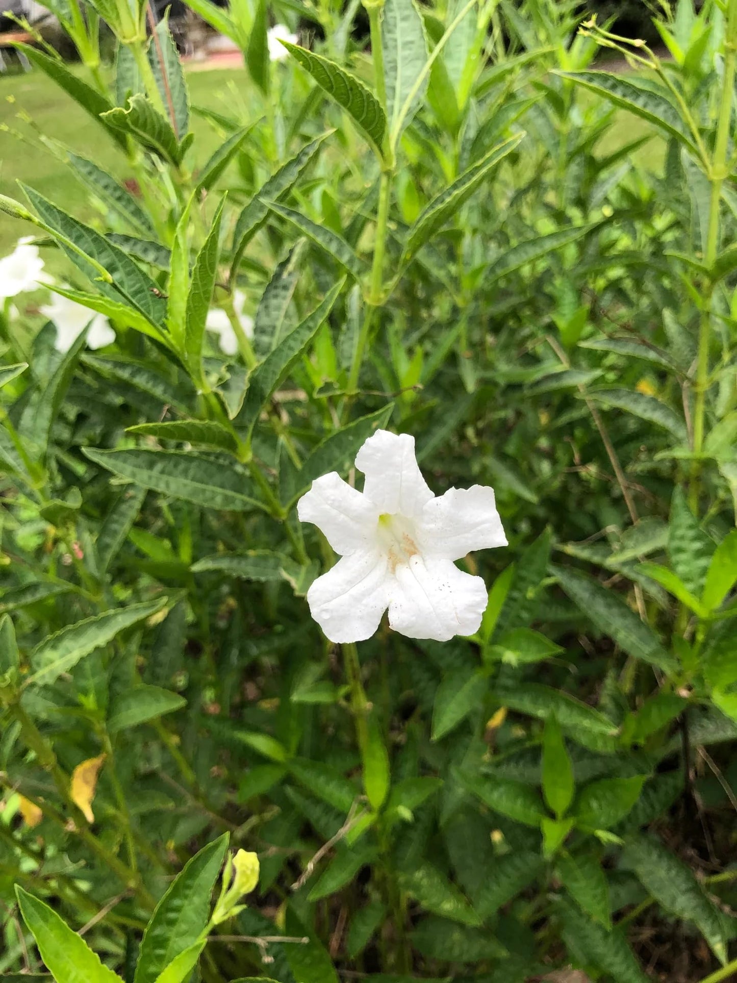 White Wild Petunia Ruellia Live Plants | Pack of 2 (Two) | 5-9" Tall | Mexican Petunia | Heat Tolerant Moon Garden Perennial | Adaptable to Wet or Dry Soil (Zone 8-11)