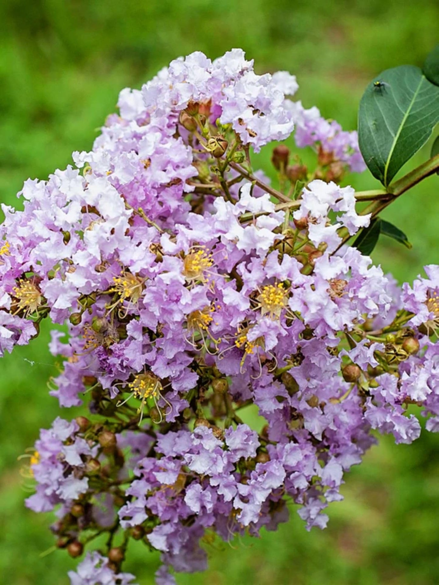 American Plant Exchange Muskogee Crape Myrtle, Live 1-Gallon Pot, Light Lavender Flowers, Red-Orange Fall Foliage, Hardy, Mildew Resistant, 100 Days of Blooming, Indoor/Outdoor Landscape/Houseplant