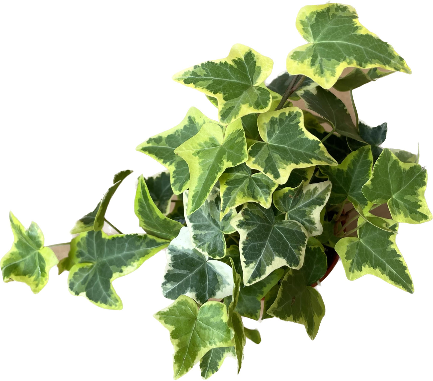 English Ivy Gold Child - Vibrant Variegated Ground Cover Plant - Live English Ivy Plant - Live Variegated English iIy - Available in 3", 4", and 6" Pot - CA Seller (4" Pot)