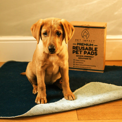 PET IMPACT Washable Puppy Pads, Dog Incontinence Pads, XL Reusable Dog Pee Pad and Puppy Training Pads, Easy Wash and Dry 2-Pad Box (Midnight Blue, 35"x32")