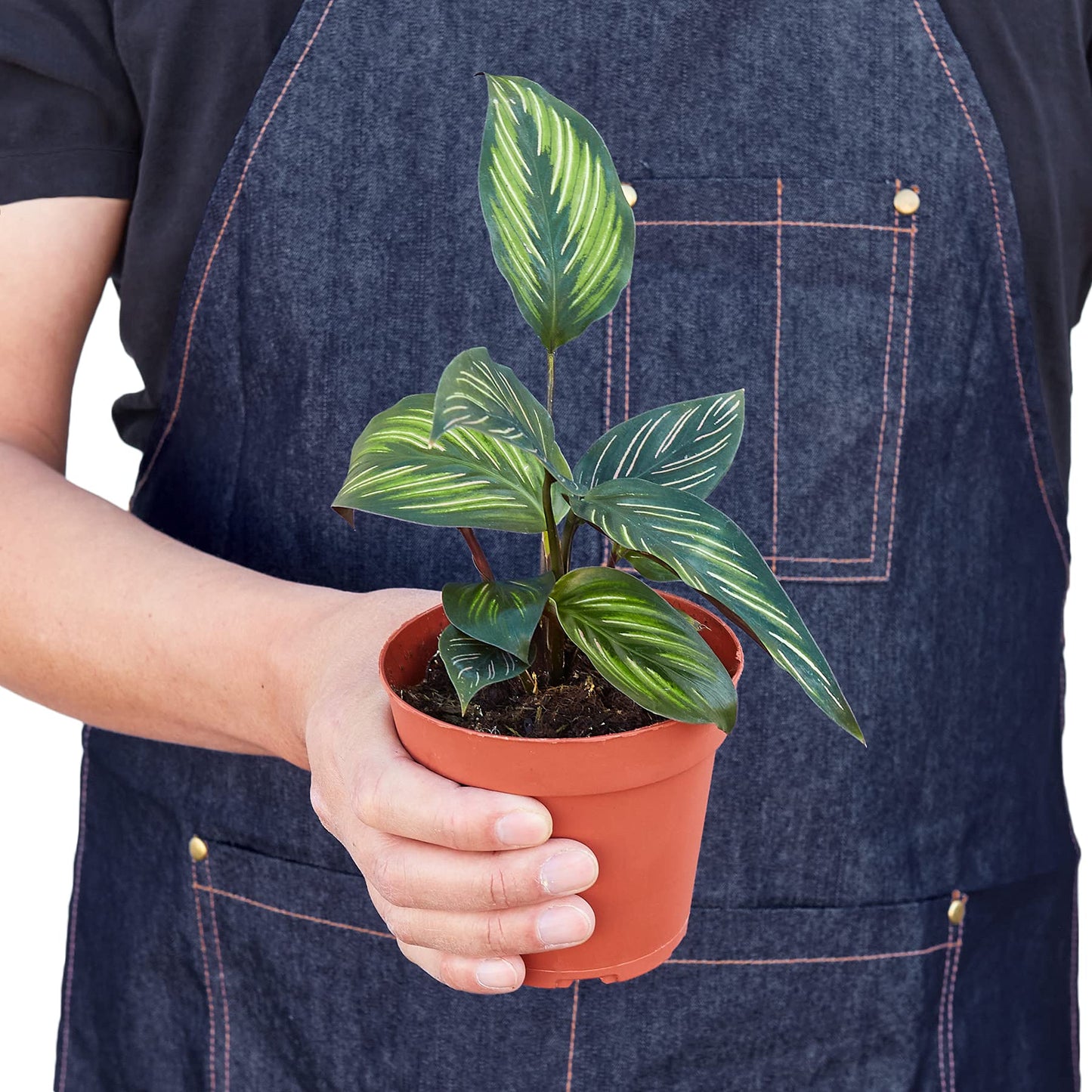 House Plant Shop | Calathea 'Beauty Star' - 4" Pot | Live Indoor Plant | Easy to Care | Natural Décor Plant | Great Gifts| Free Care Guide