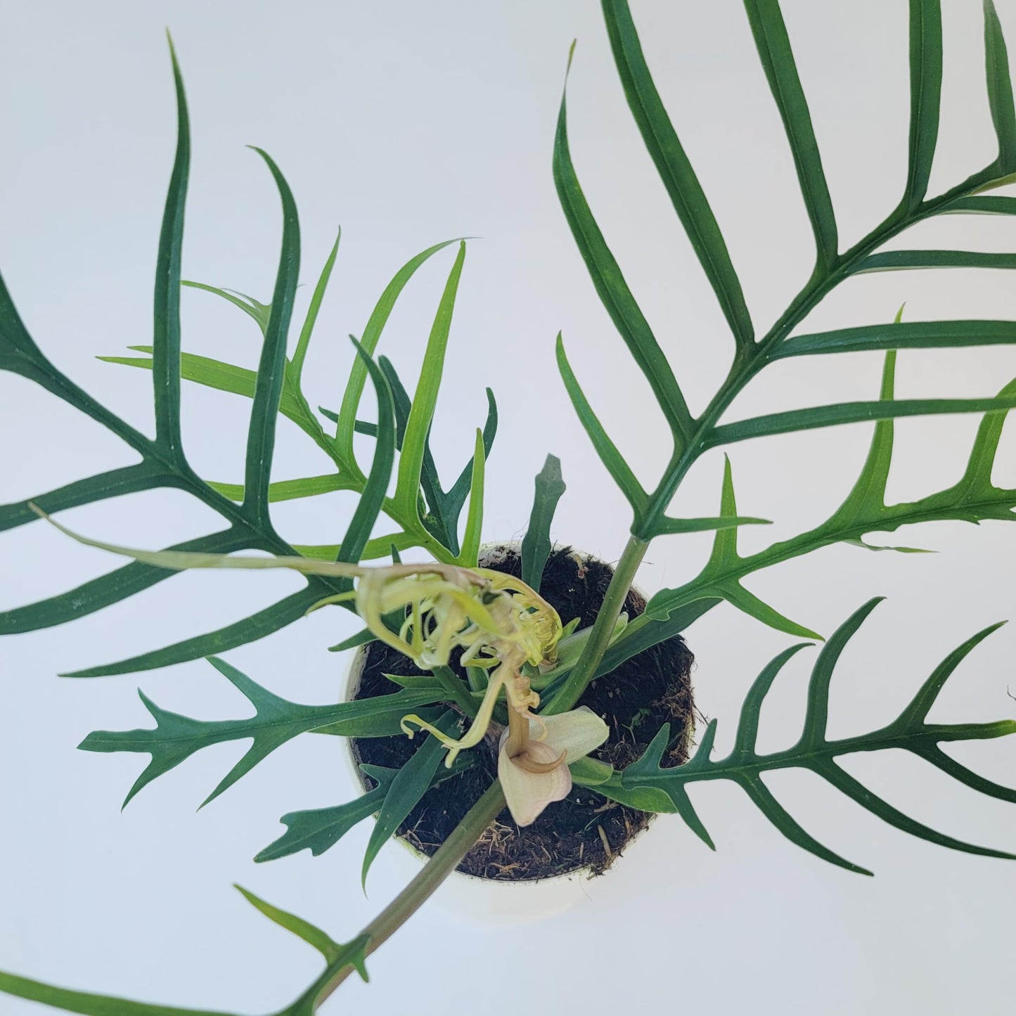 Philodendron Tortum Live Plant | Ships from CA | Available in Modern White Self-Watering Planter | Air Purifying & Pet-Friendly (4" Nursery Pot, Small Plant)