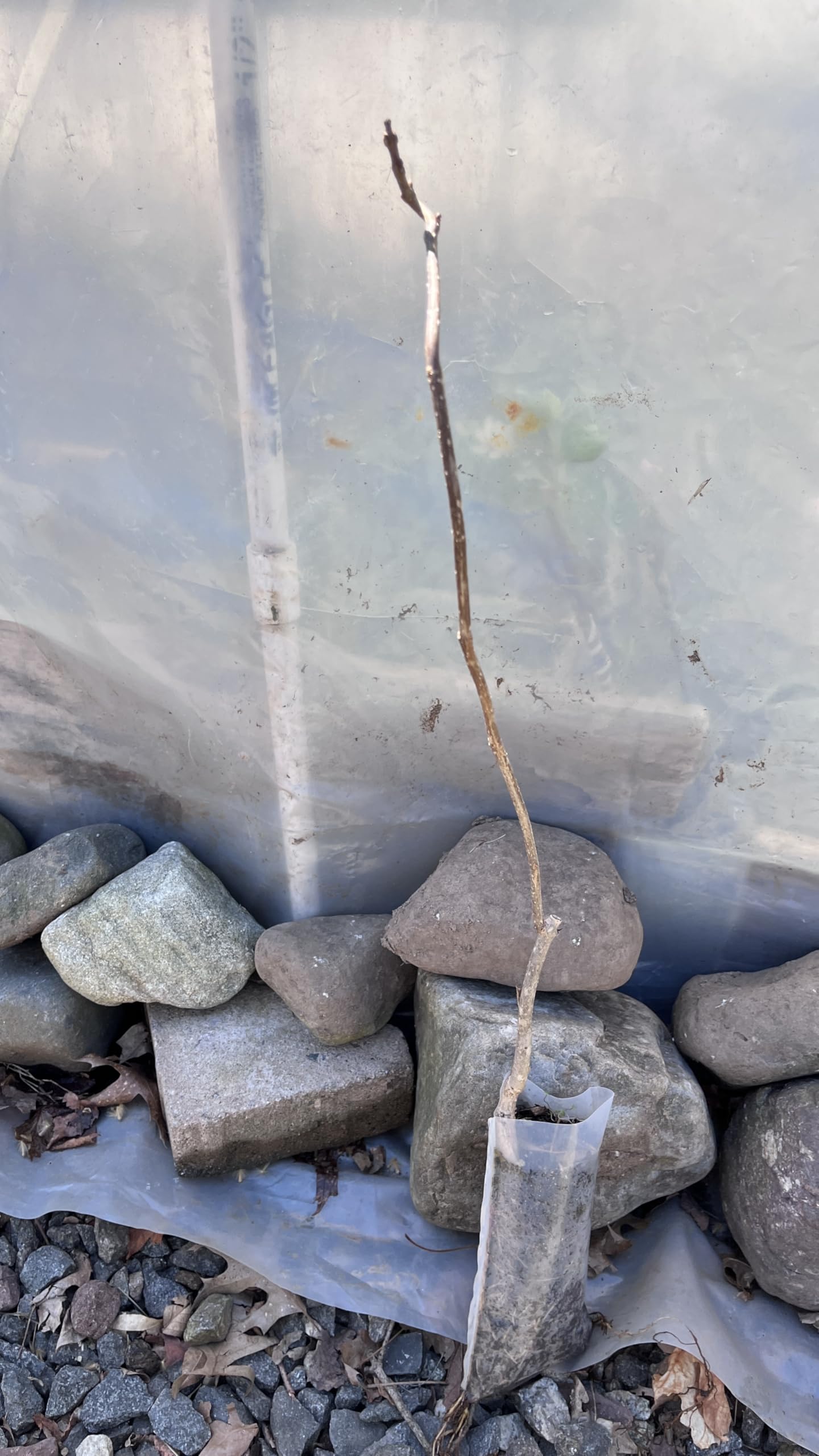 Catalpa speciosa, 2 Year Old 1-2 ft Tall,Northern Catalpa, Cigar Tree, Indian Bean, Sent with Roots Wrapped, no Leaves.