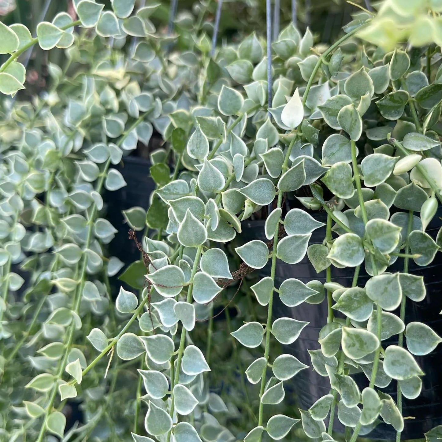 Million Hearts Plant - Variegated - 2 Live Starter Plants in 2 Inch Grower's Pots - Dischidia Ruscifolia Variegata - Elegant Indoor Outdoor Succulent Easy Care