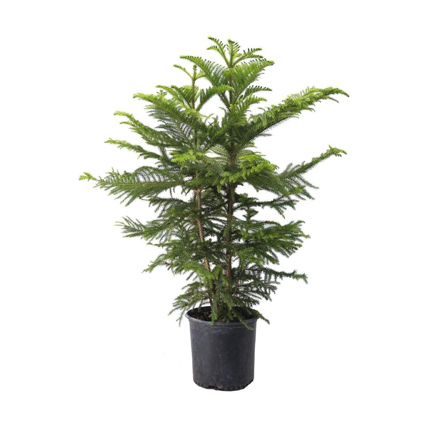 American Plant Exchange Norfolk Island Pine Tree, 10-Inch Pot, Soft Touch, Evergreen Houseplant, Live Indoor & Outdoor Plant, Holiday Tree for Festive Home Decor