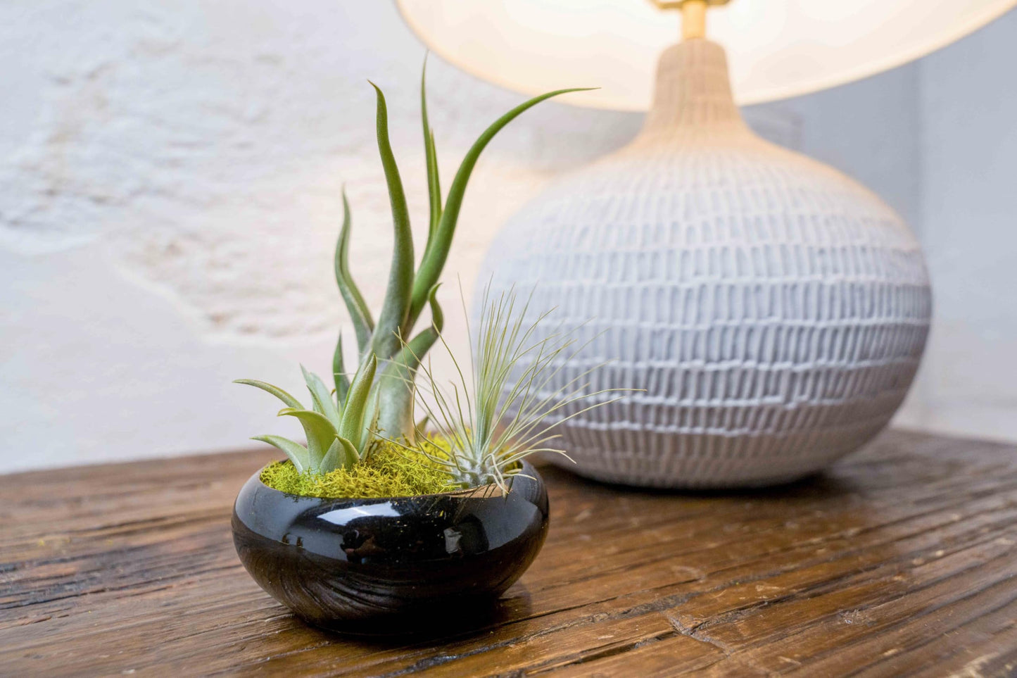 Air Plant Shop Fully Assembled Tillandsia Air Plant Dish Garden in Black Glazed Container - Wholesale and Bulk - Succulents - Live Tillandsia - Easy Care Indoor and Outdoor House Plants