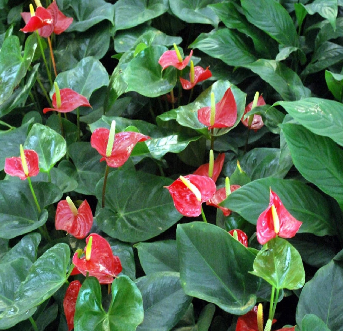 Hawaiian Red Anthurium Live Plant - Premium Big Island Heart-Shaped Blooms - 6-10" Tall Indoor Outdoor Tropical Houseplant in 2" Pot - Easy Care Flowering Plant