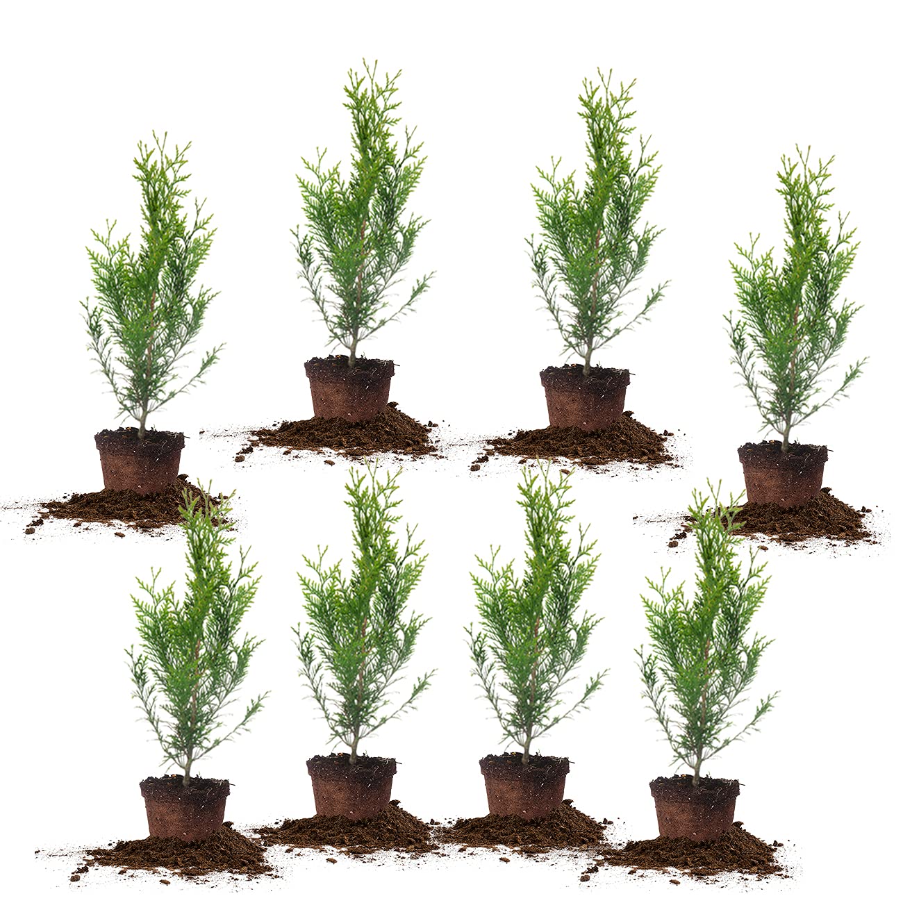 Perfect Plants Thuja Green Giant 2ft. Tall 8-Pack | Privacy Evergreen Arborvitae | Adaptable Lush Green Foliage