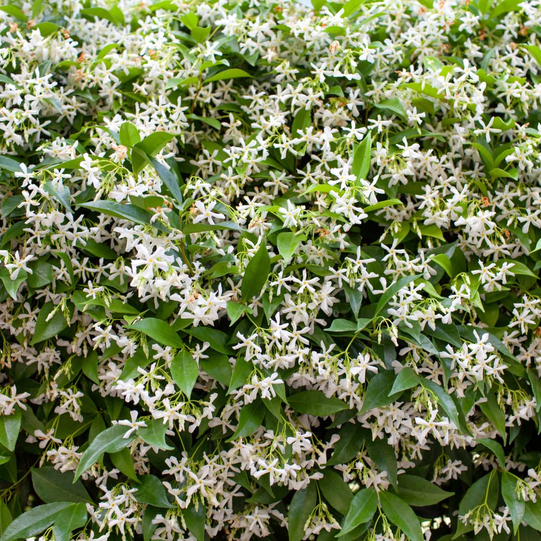 Live Star Jasmine Vine, Fragrant Flower Plant, 3 Inch Pot, Well Rooted for Indoor or Outdoor Growing