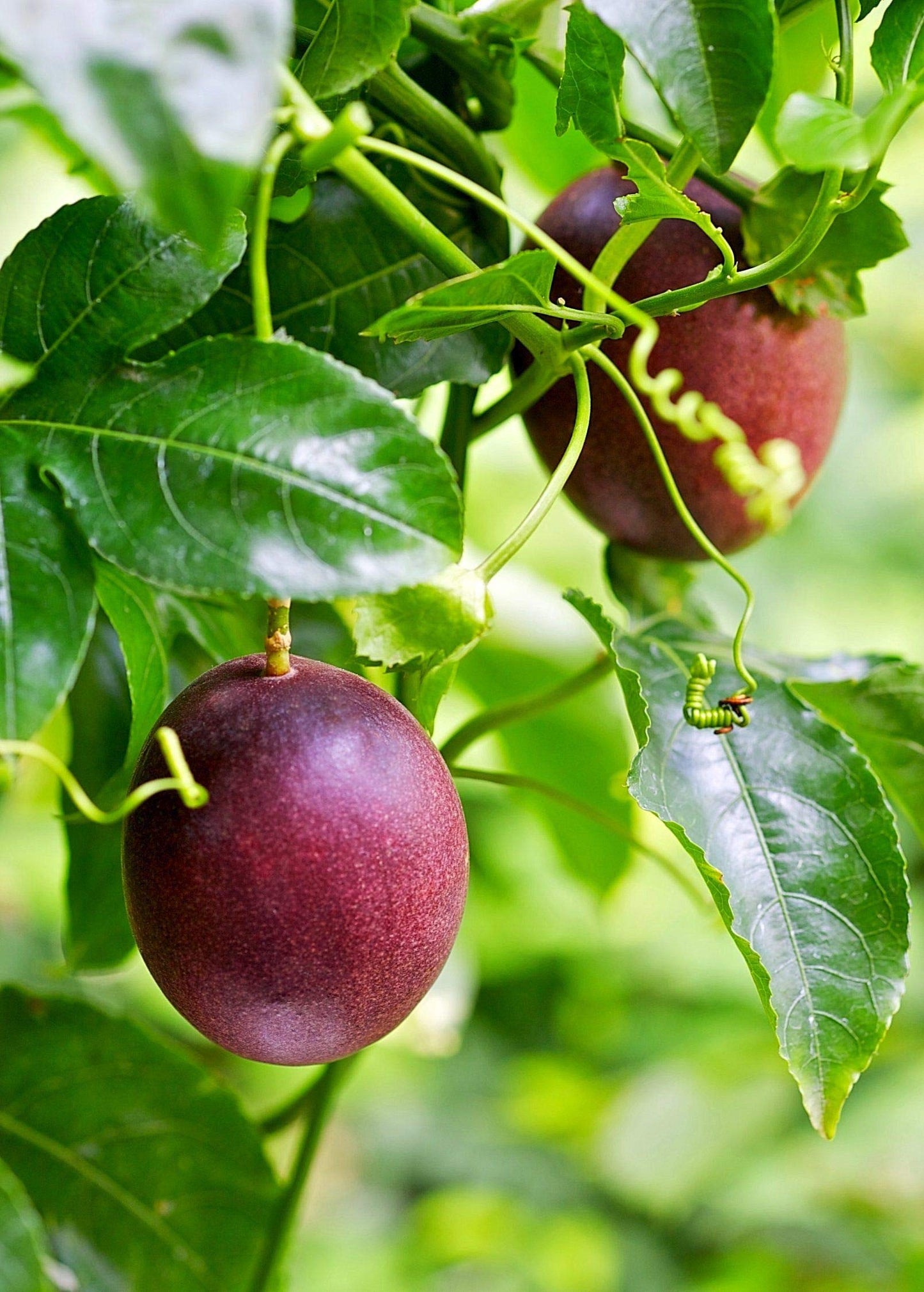 Passion Fruit Plant - 10 Live Plants in 4 Inch Growers Pots - Edible Fruit Bearing Vine for The Patio and Garden