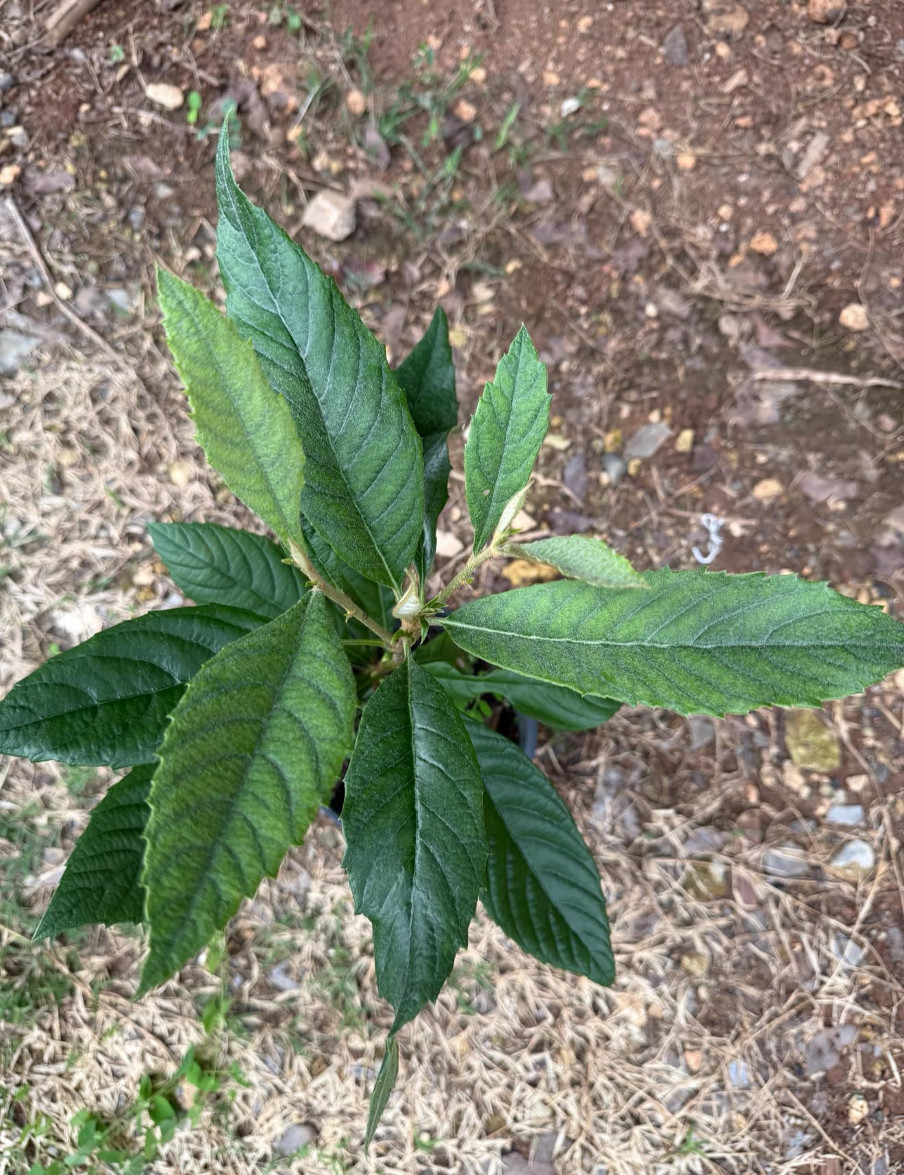 Loquat(Eriobotrya Japonica) Nispero Japones Live Tree(Japanese Plum) Plant (1-2ft