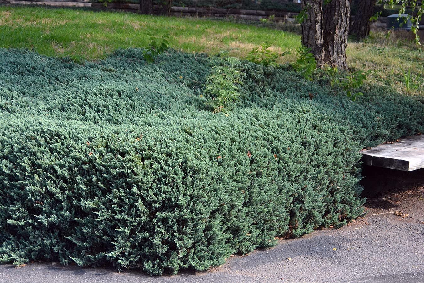 Juniper Bar Harbor - 2 Live Gallon Size Plants - Juniperus Horizontalis - Drought Tolerant Cold Hardy Evergreen Groundcover