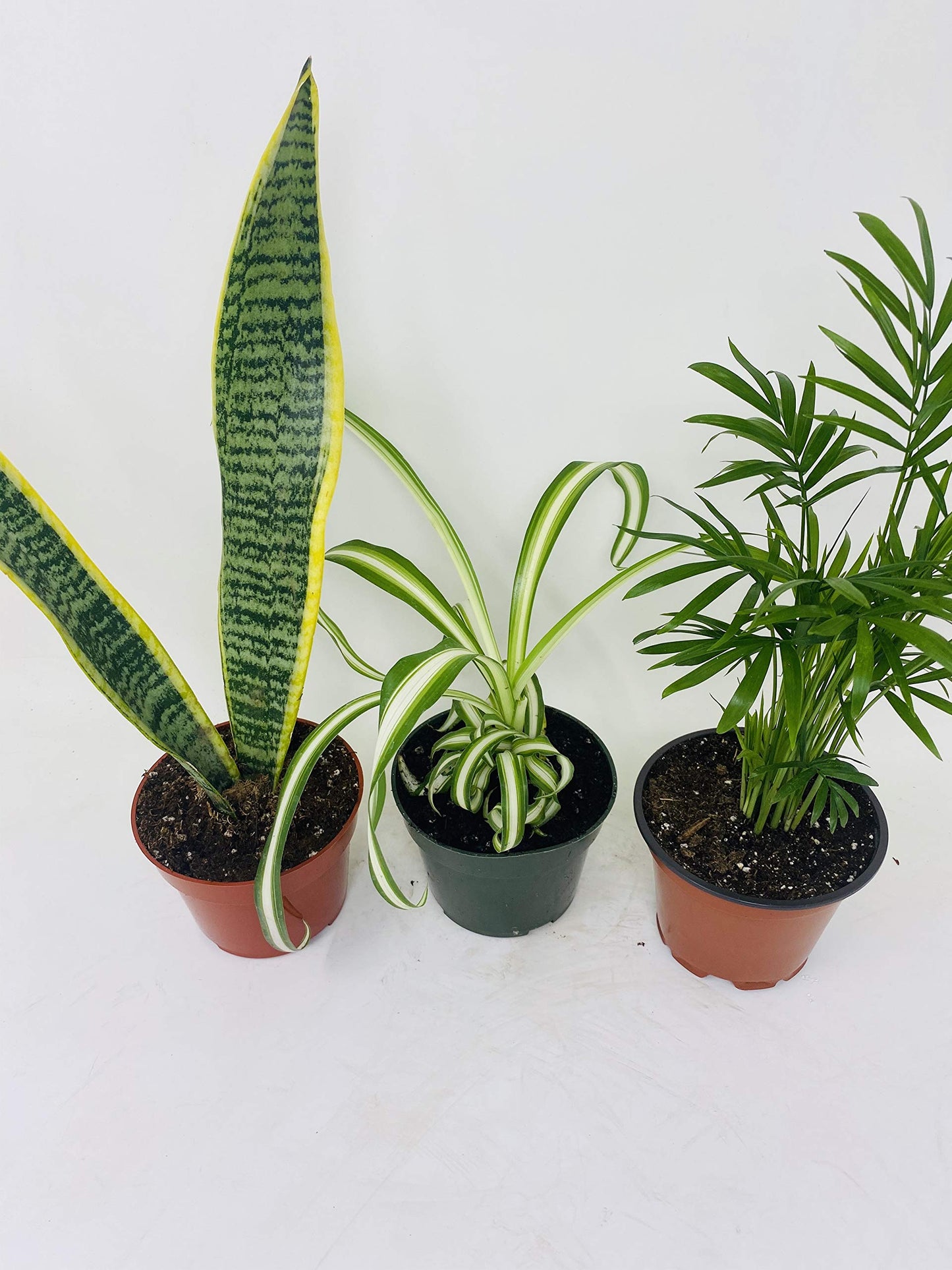 Jmbamboo - House Plant Collection - Parlor Palm, Spider Plant, Snake Plant