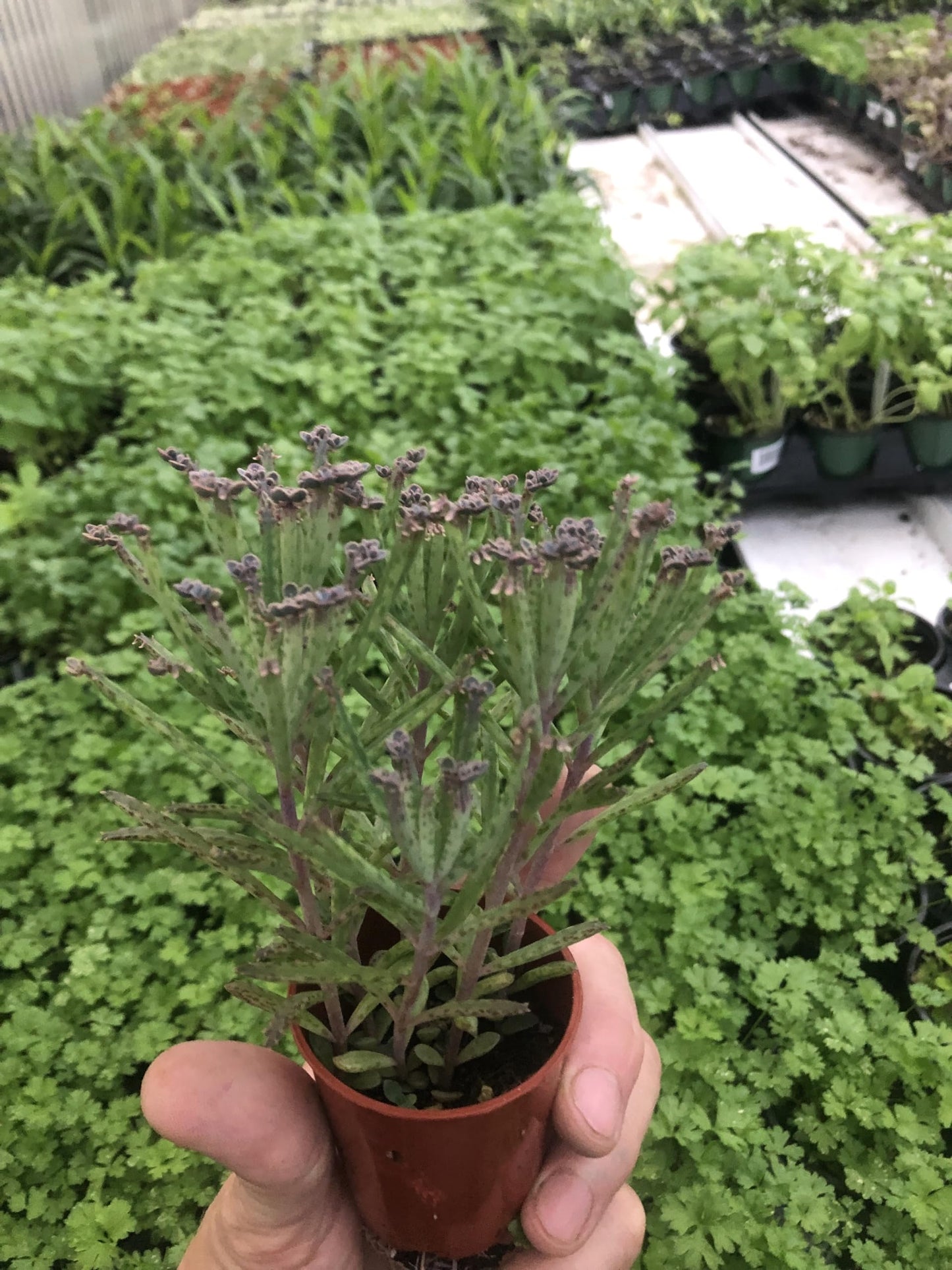 Kalanchoe " Mother of Millions" Live houseplant for Home and Garden.