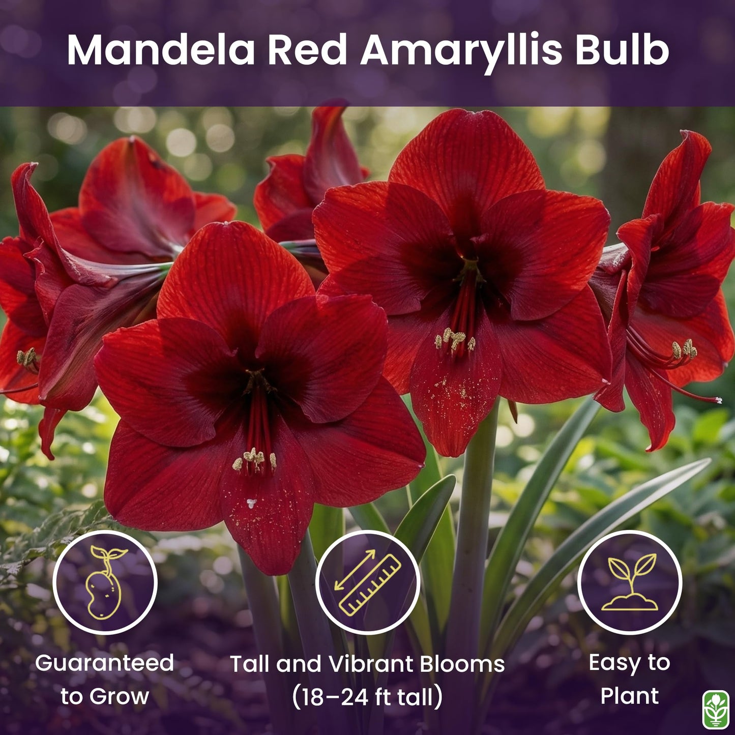 Mandela Dark Red Amaryllis Bulb – Large Bulb for Planting, 4-8 Blooms, 16–24" Tall – Elegant Indoor & Outdoor Plant – Ideal for Seasonal Decor – Low-Maintenance Amaryllis Bulb (Not in Wax)