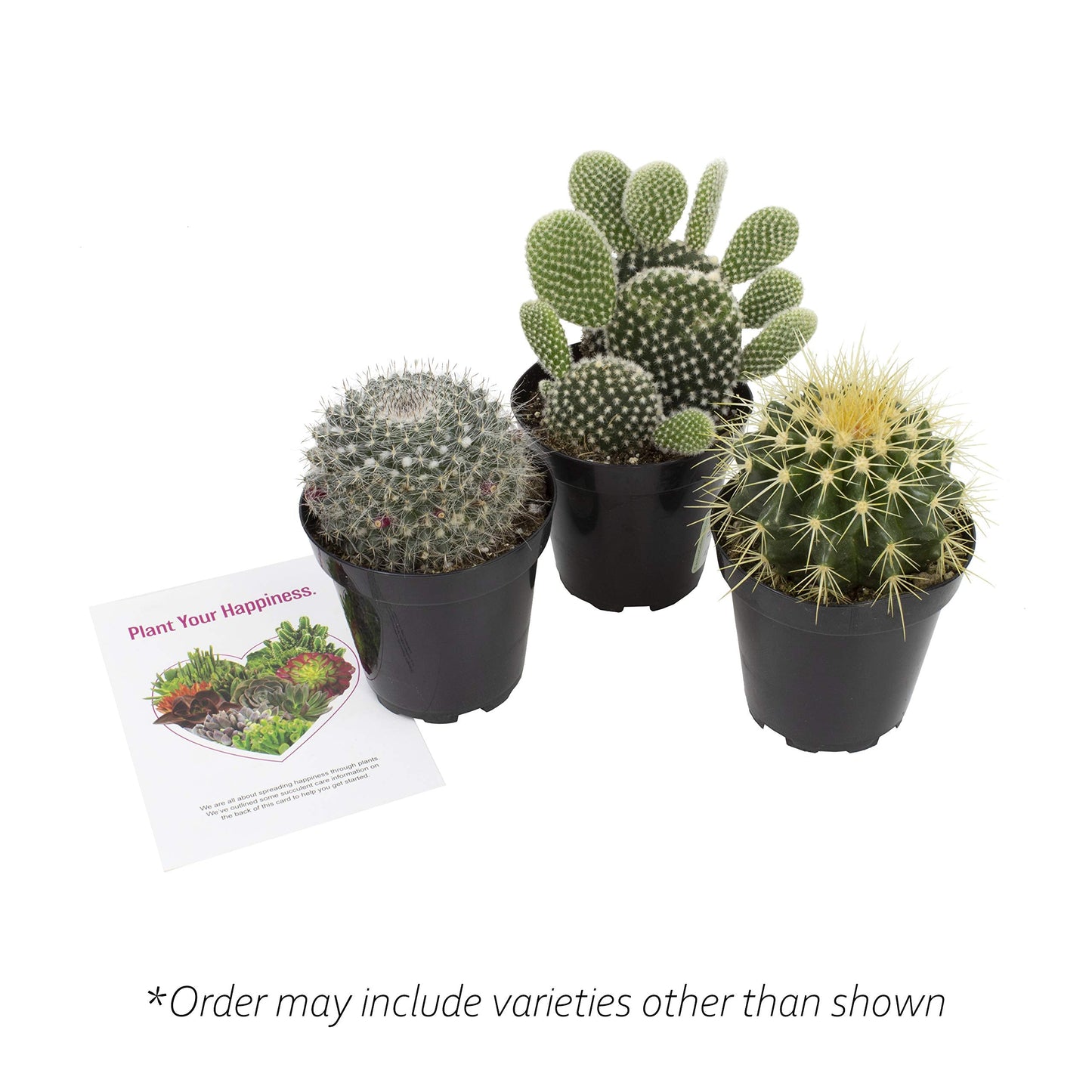 Altman Plants, Assorted Cactus Plants Live Succulents (3 Pack), Live Cactus Plant Lover Gifts, Cacti Succulents Plants Live Houseplants, Succulent Indoor Plants Live Plants in Cactus Soil Potting Mix