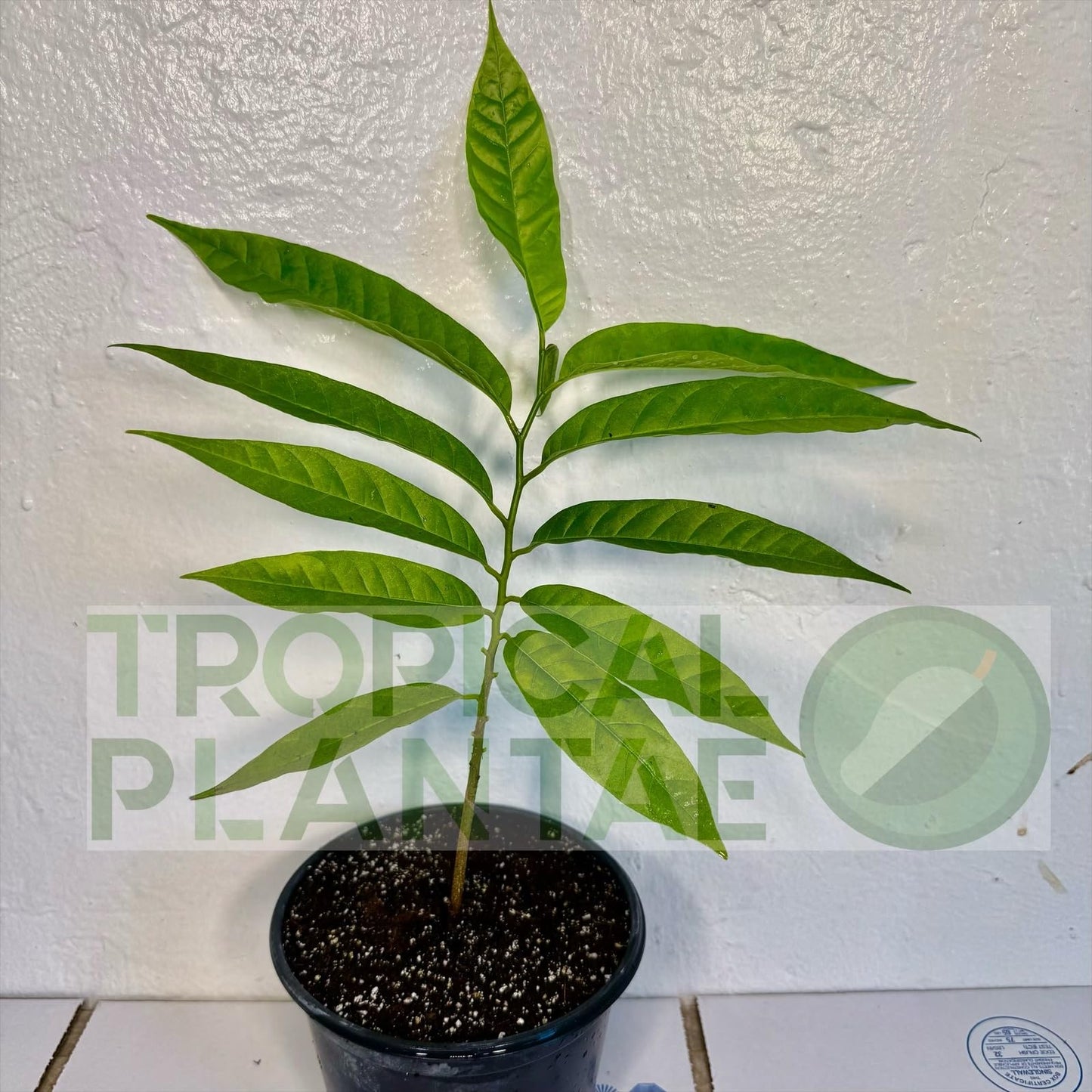 Sugar Apple Live Fruit Tree 10”-20” Tropical Plantae