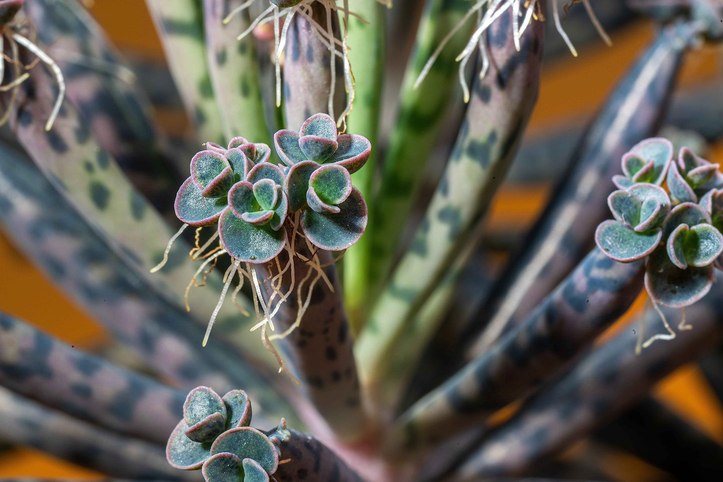 Smoke Camp Crafts Organic Mother of Thousands Plant (Kalanchoe daigremontiana) 2.5 inch Pot - Organic Easy-to-Grow Succulent House Plant for Home or Office Decor