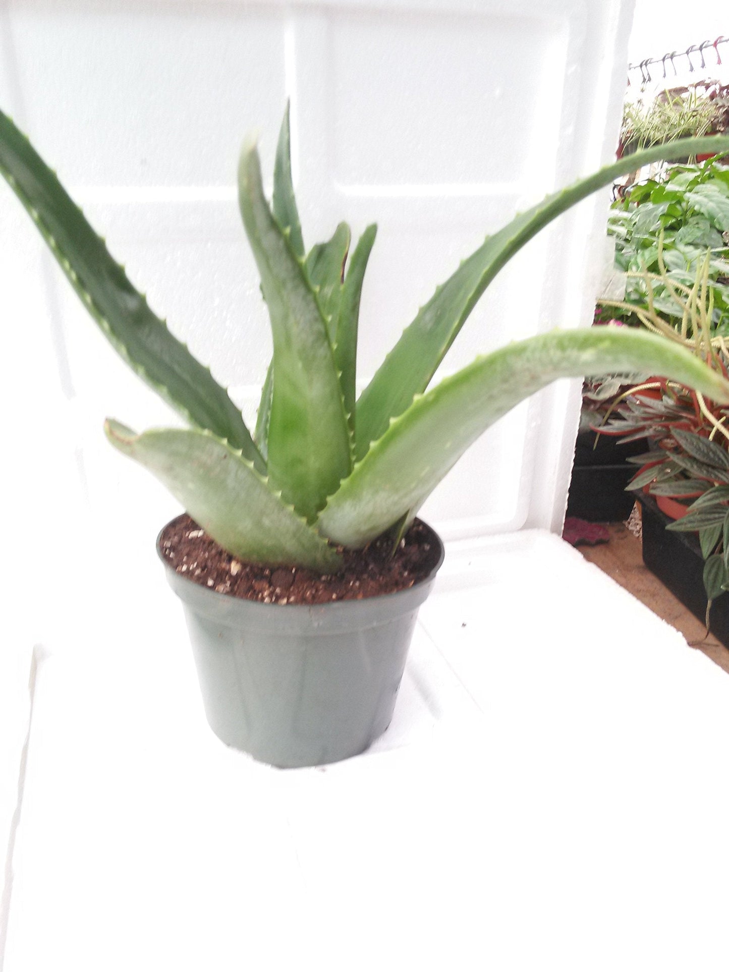 Aloe Vera -Juice Medicinal Tropical Plant Live 6'' pot From Jm Bamboo