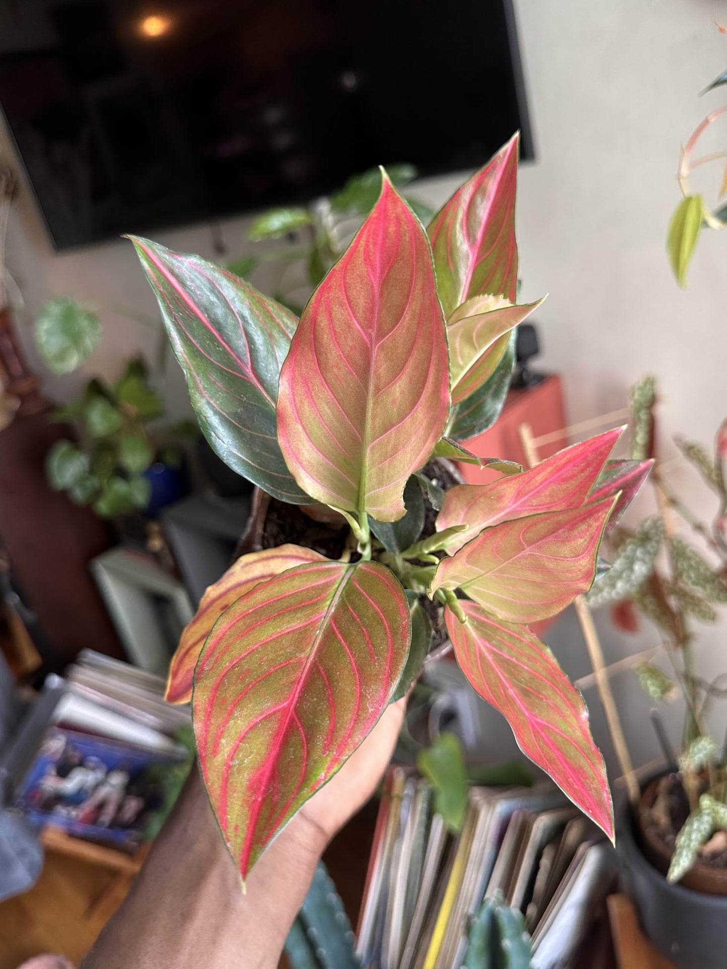 Aglaonema Red Vein Rare - Chinese Evergreen, Live Indoor Tropical Plant, 4 Inch, Pink and Green Variegated Leaves, Low Maintenance Air Purifying Houseplant in Nursery Pot