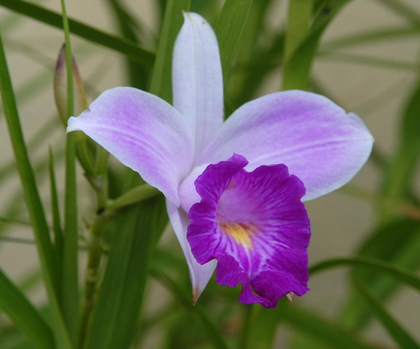 Hawaiian Bamboo Orchid Plant Root - Live Tropical Orchid, Easy Care Indoor Outdoor Flowering Plant with Fragrant Purple Blooms, Hawaii Grown Orchid