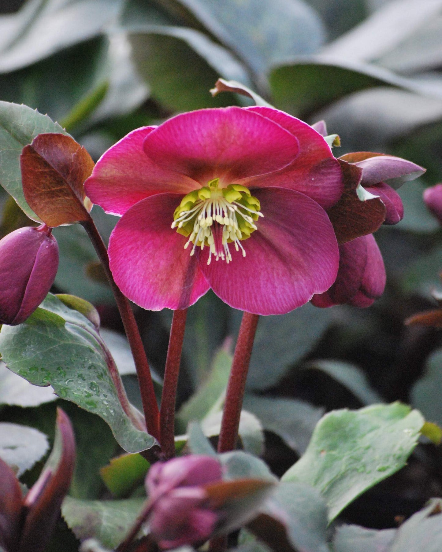 Perennial Farm Marketplace Helleborus x Frostkiss® ‘Anna’s Red’ (Lenten Rose) Perennial, Size-#1 Container, Red Blooms Late Winter to Spring, Deer Resistant