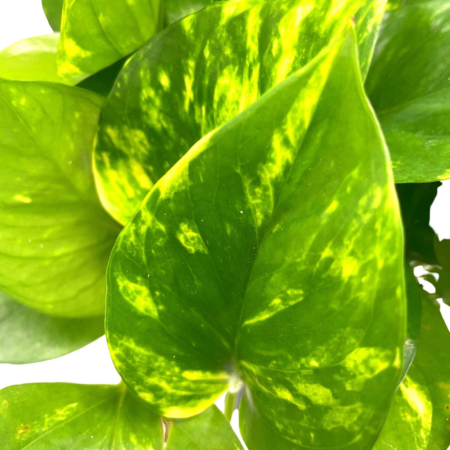 BubbleBlooms Golden Pothos, Variegated 6 inch Pothos, Epipremnum aureum, Devil's Ivy
