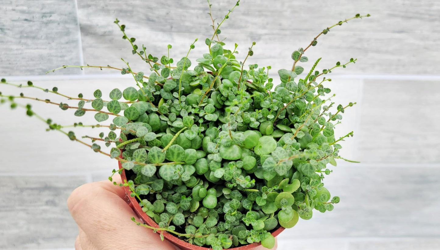 String of Turtles Peperomia Prostrata Plants Live Houseplants, Rare Indoor Plants, Fully Rooted Live Indoor Plants in 4-Inch Pot by 3exoticgreen
