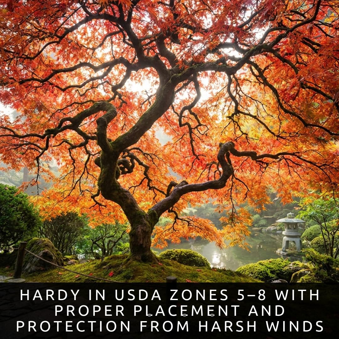 2-Pack Live Red Japanese Maple Tree Starts – Acer Palmatum Seedlings – Ornamental Landscape Trees – Vibrant Spring Color – Easy to Grow Starter Plants