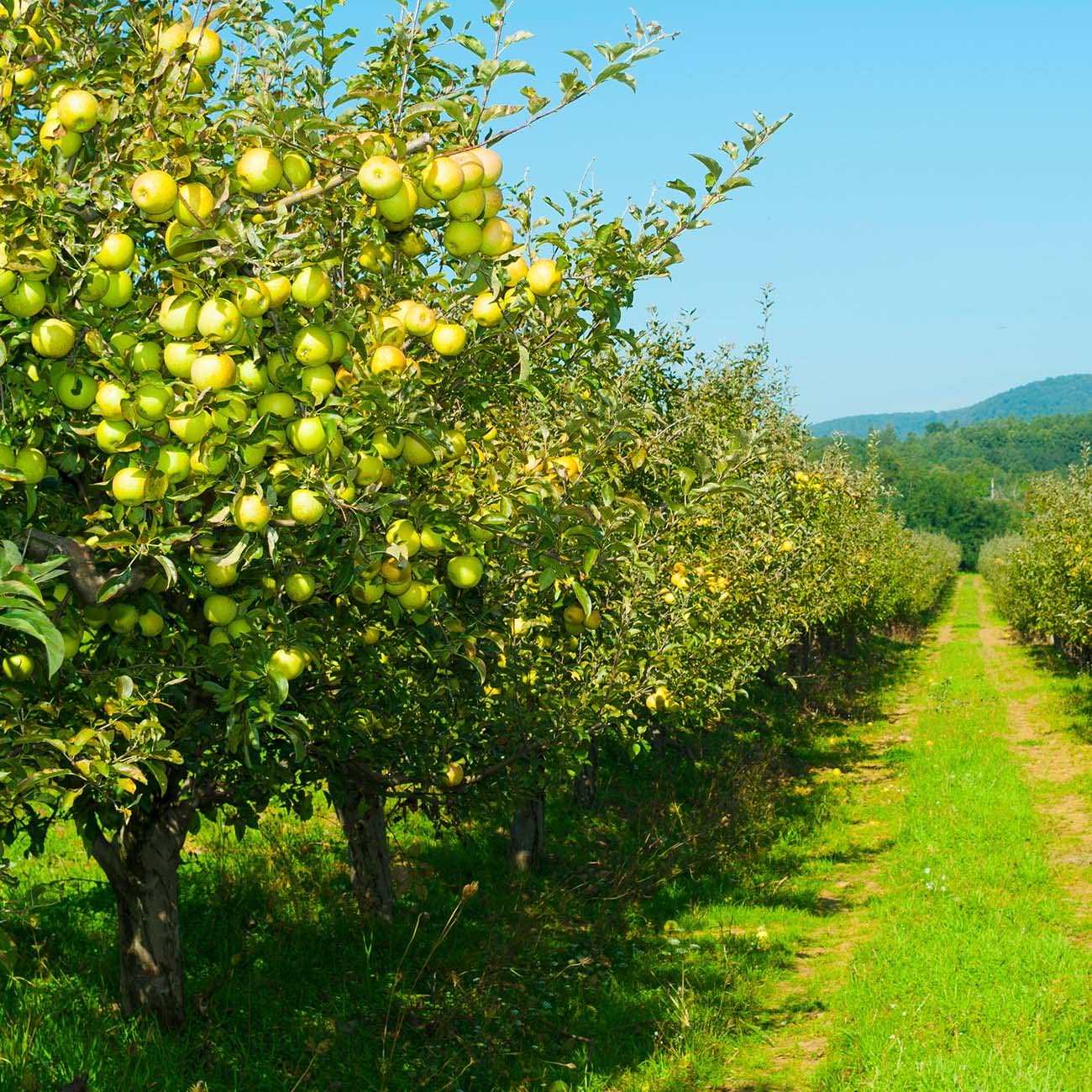 Perfect Plants Golden Delicious Apple Tree 1 Gallon | Live Fruit Trees for Outdoor Planting | Self Fertile & Easy to Grow | Sweet & Healthy Fruits Perfect for Home Gardens