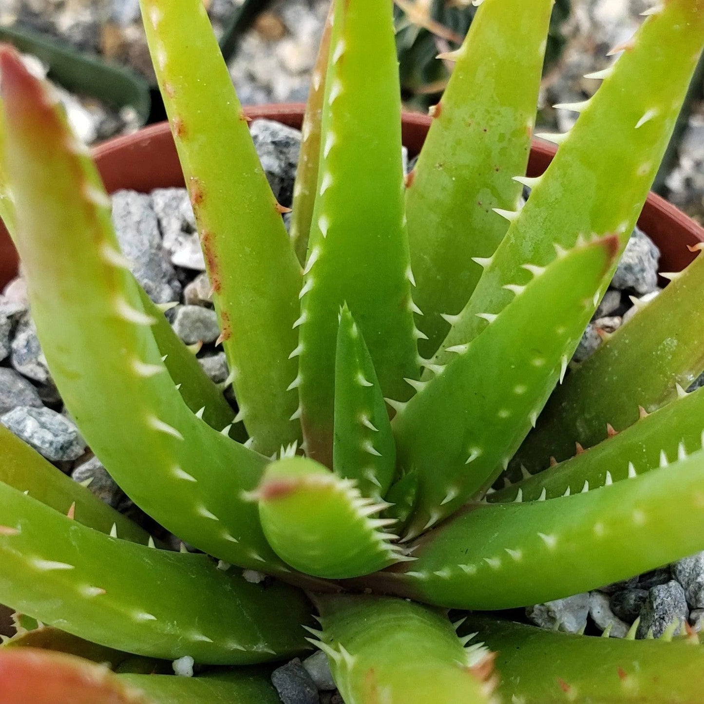 Aloe Vera chinensis Cacti Cactus Succulent Real Live Plant