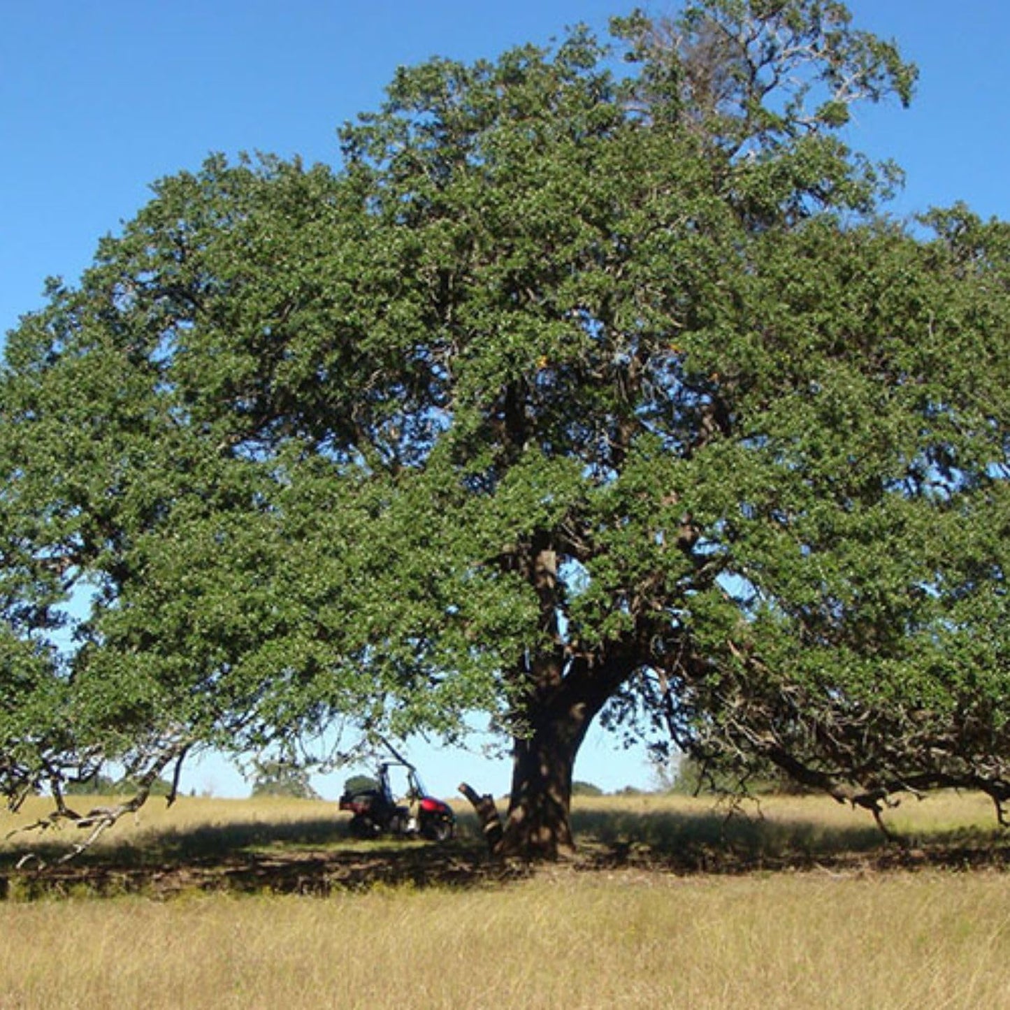 Southern Live Oak, Shade Tree, 7 gal. Nursery Pot (Due to Agricultural Laws, we Cannot Ship to CA, AZ, AK, or HI)