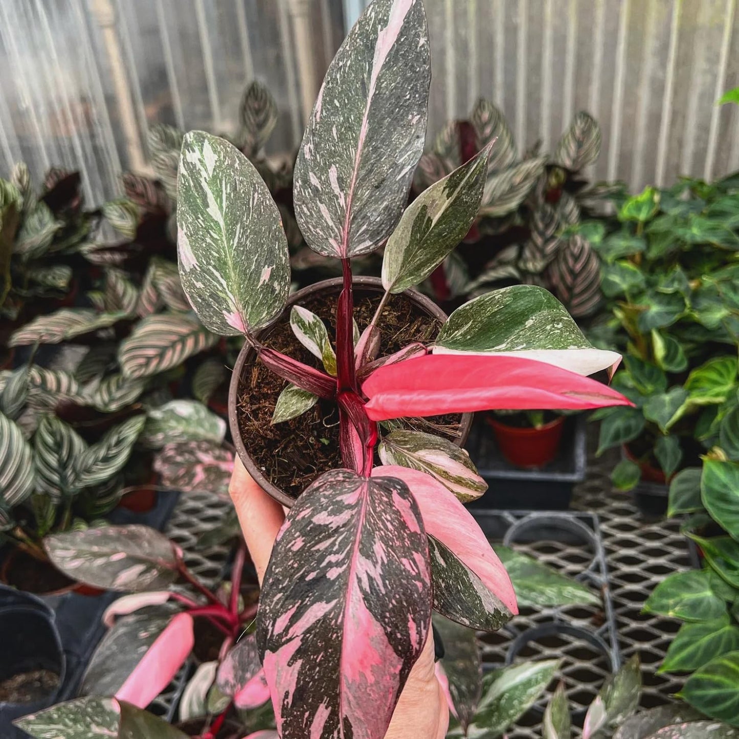 Philodendron Plant Prince of Pink Live Plant - 4-9" Tall Houseplant Ornaments Perennials Garden Growing Planting Can Grow