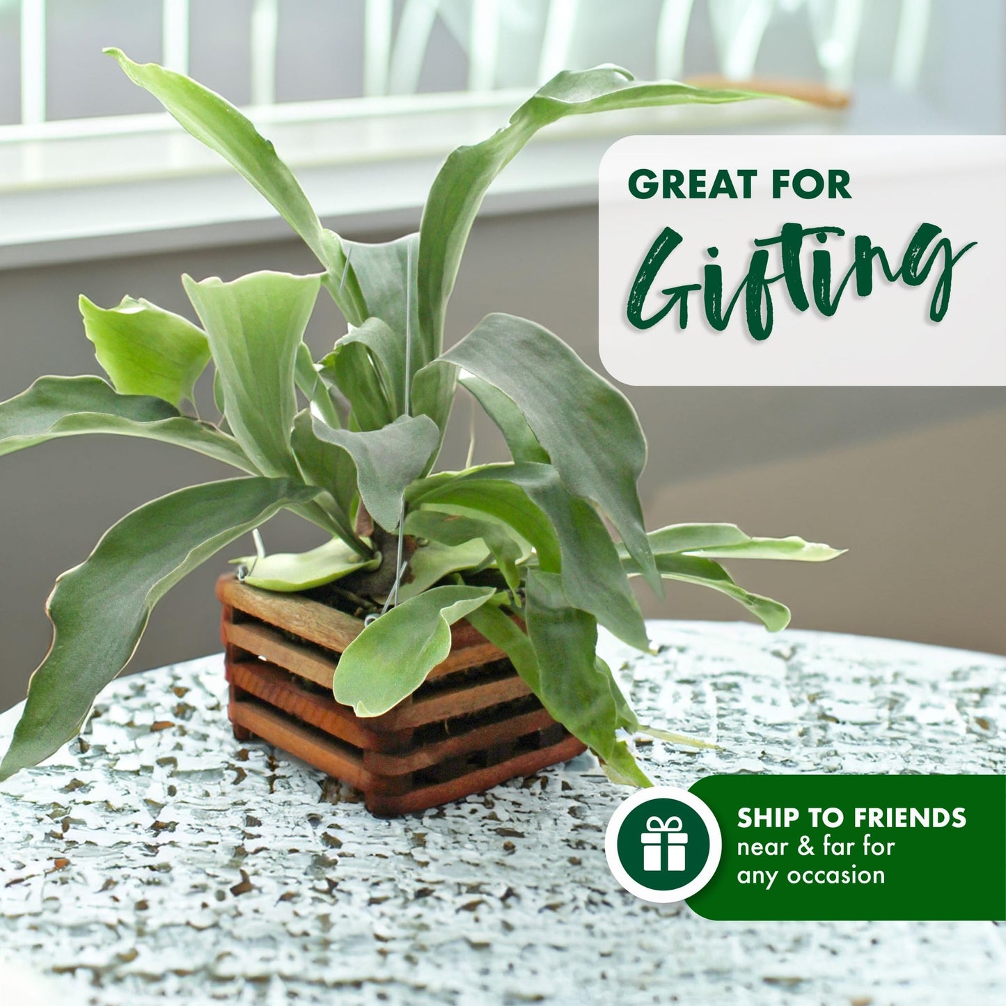 Better-GRO Staghorn Fern in 6" Wood Basket with 20" Wire Hanger