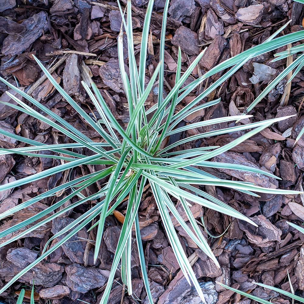 Aztec Grass Liriope Muscari, Outdoor Plants Live Ornamental Grass Plants Live Plants, Evergreen Garden Decor, Landscape Edging Liriope Plants, Flowering Plant Blooms Purple Flowers by Plants for Pets